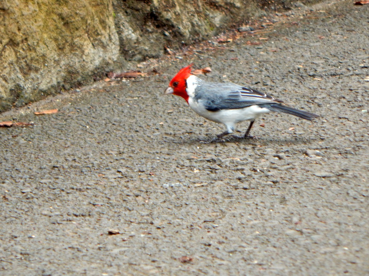 Red-crested Cardinal - ML579120301