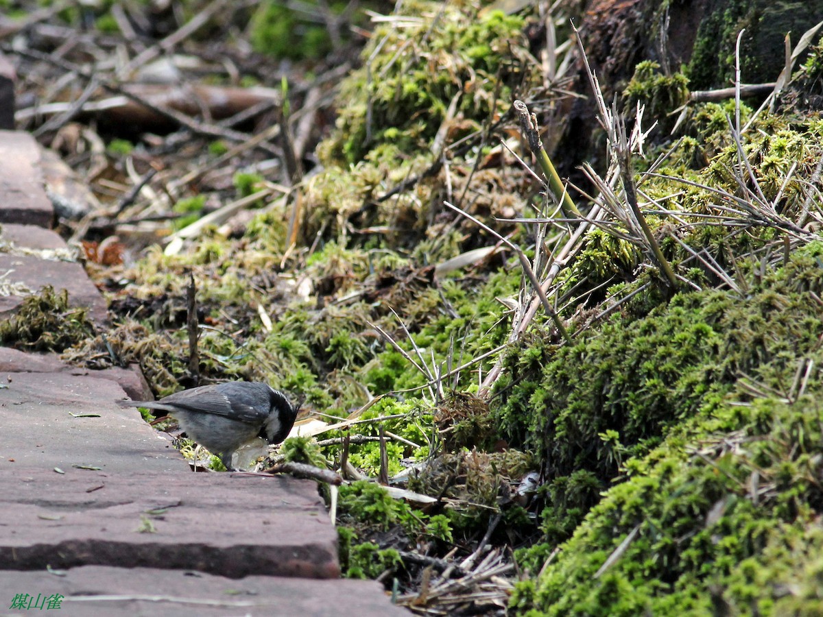 Coal Tit (Himalayan) - Penny Pan