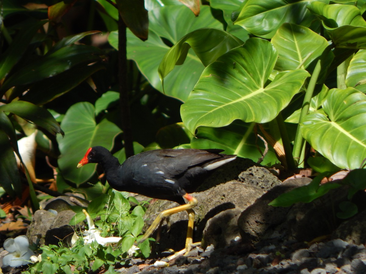 Common Gallinule (Hawaiian) - ML579120461