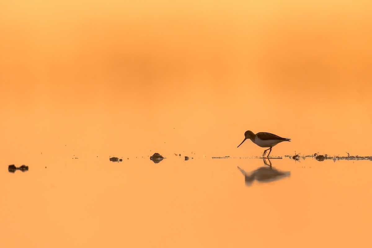 Terek Sandpiper - ML579120571