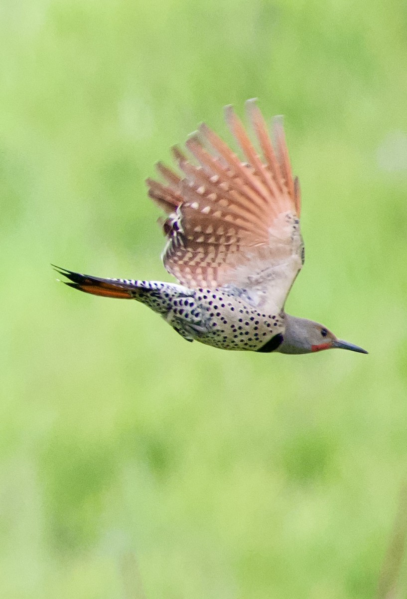 Northern Flicker - ML579122151