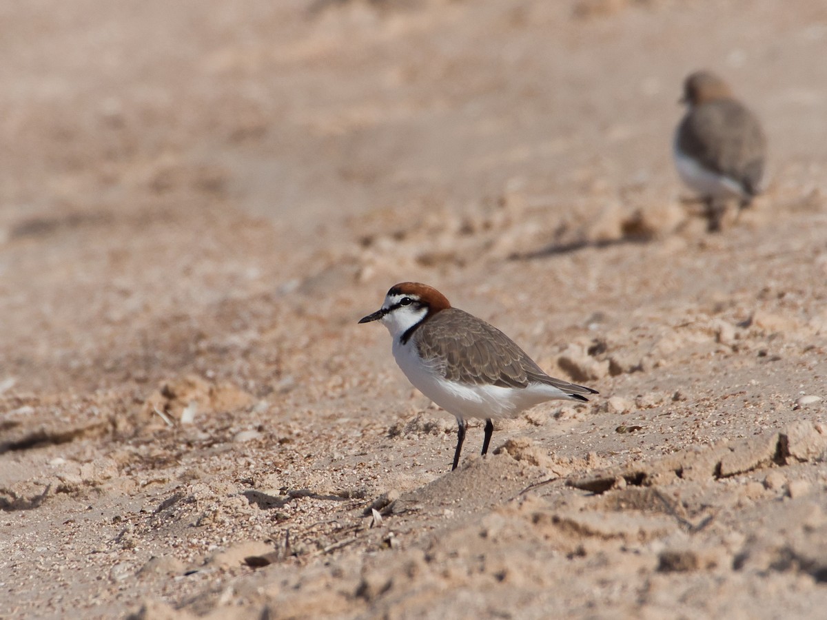 Red-capped Plover - ML579122541