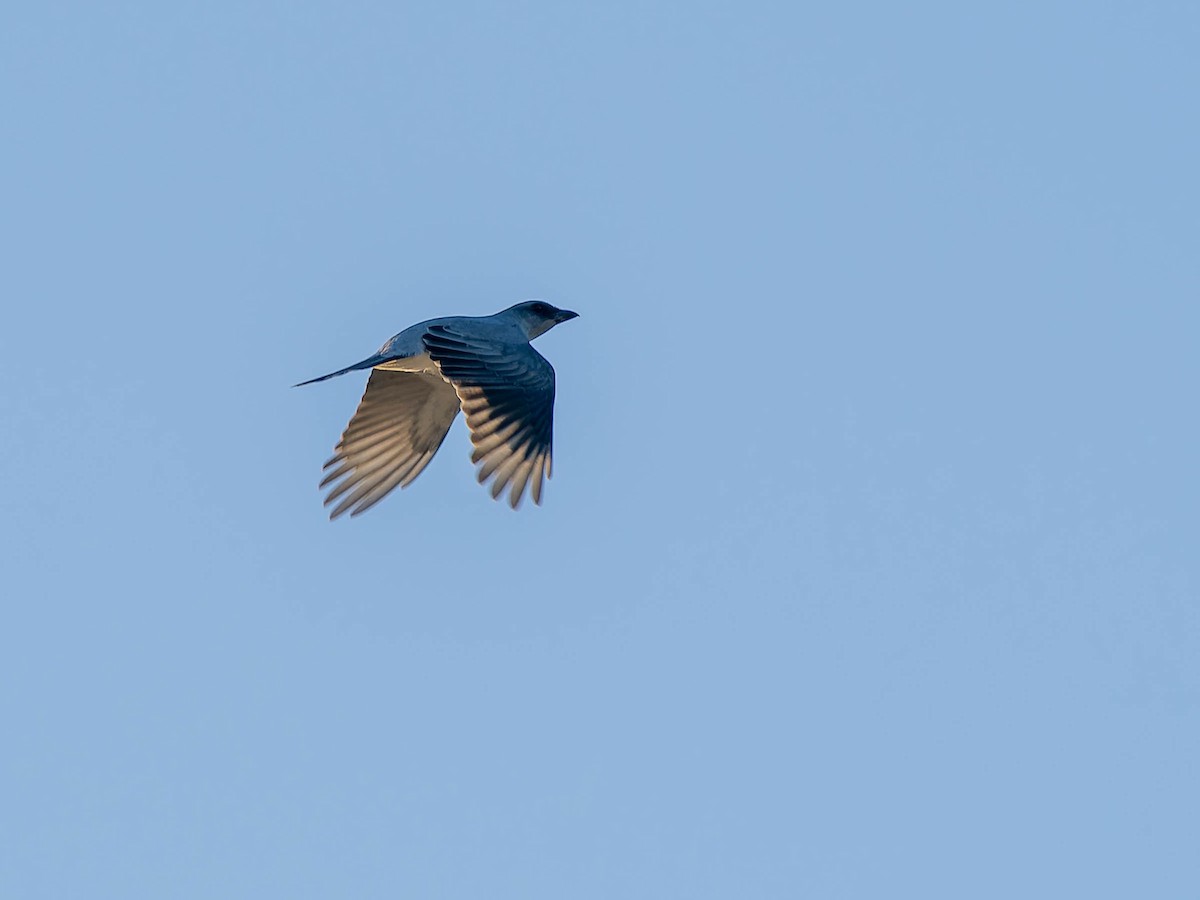 Large Cuckooshrike - ML579123371