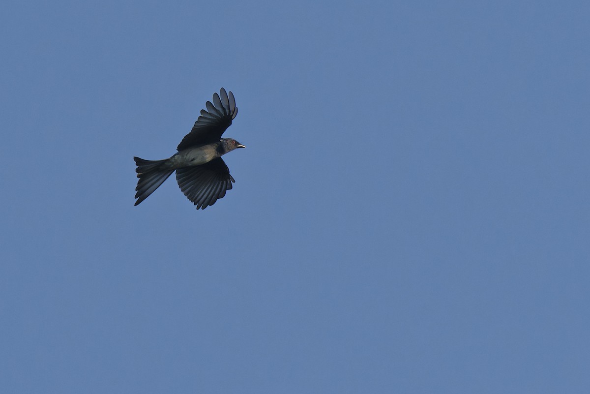 Drongo à ventre blanc - ML579123491