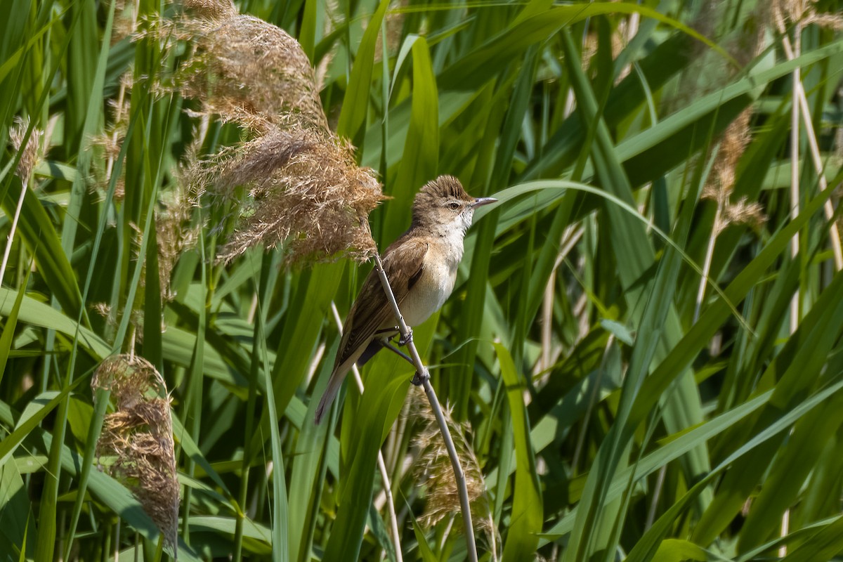 Great Reed Warbler - ML579123501