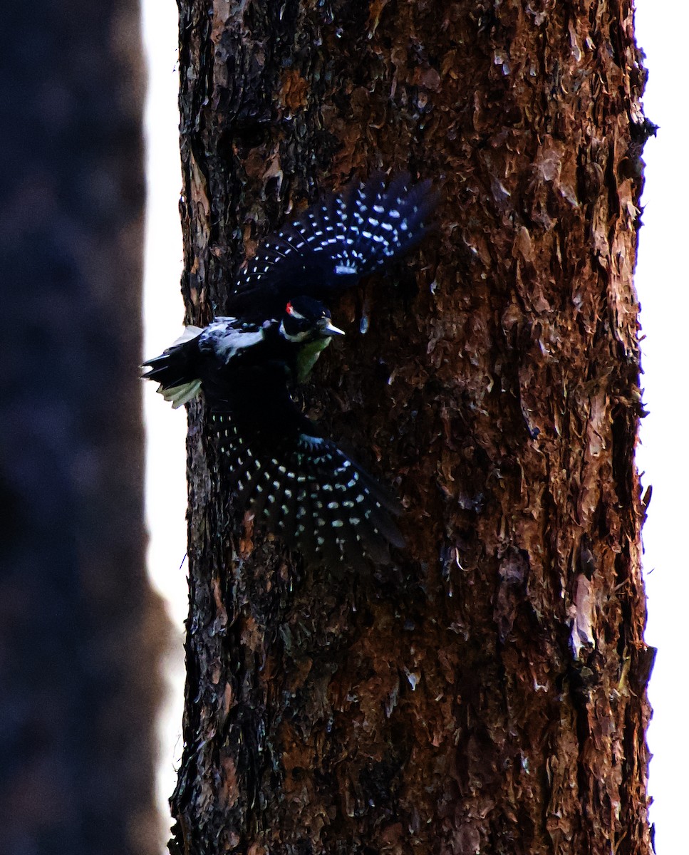 Hairy Woodpecker - ML579124491