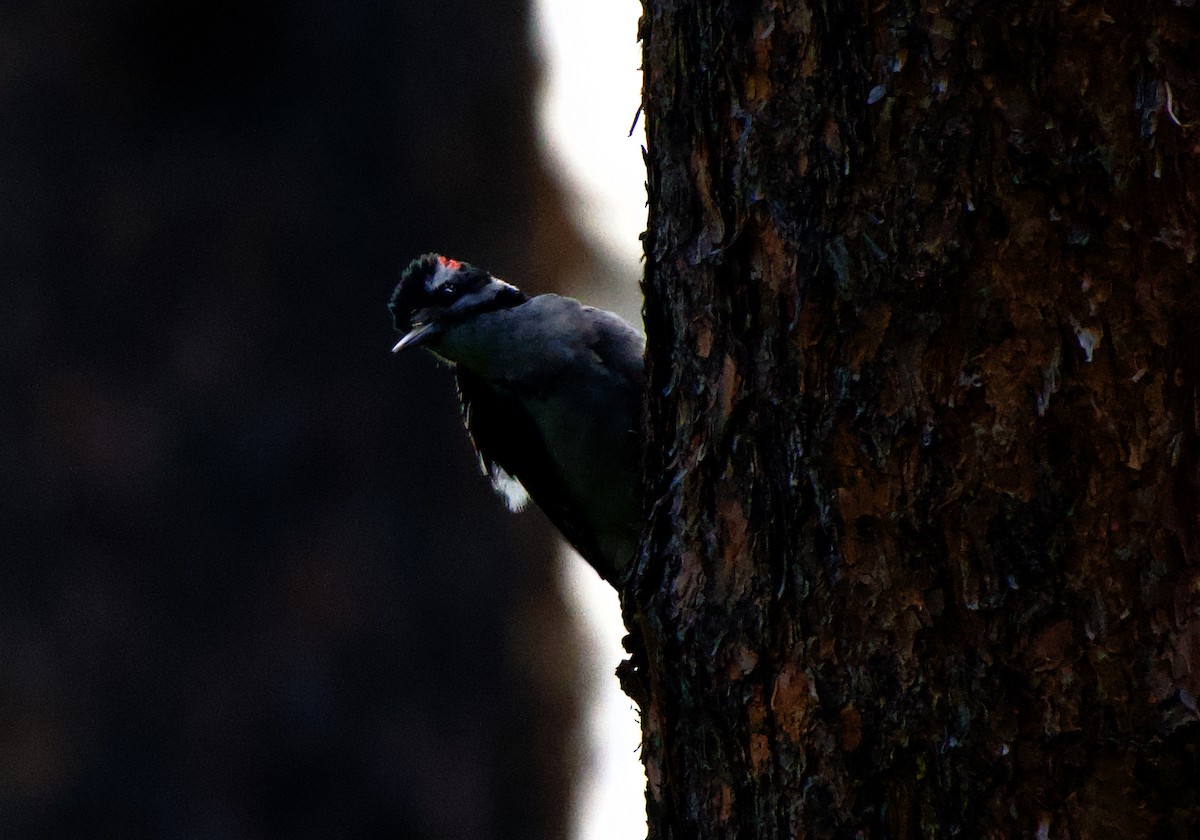 Hairy Woodpecker - ML579124551