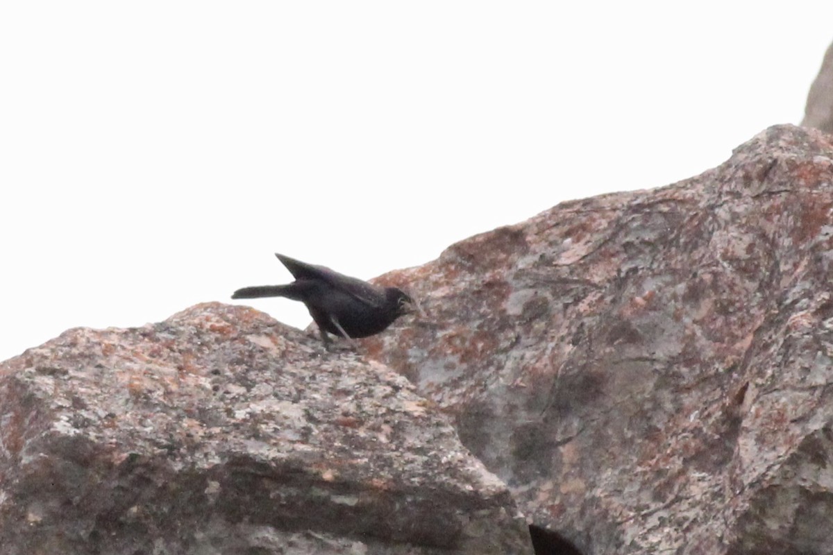 Blue Whistling-Thrush - ML579125841