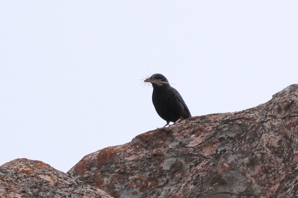 Blue Whistling-Thrush - ML579125851