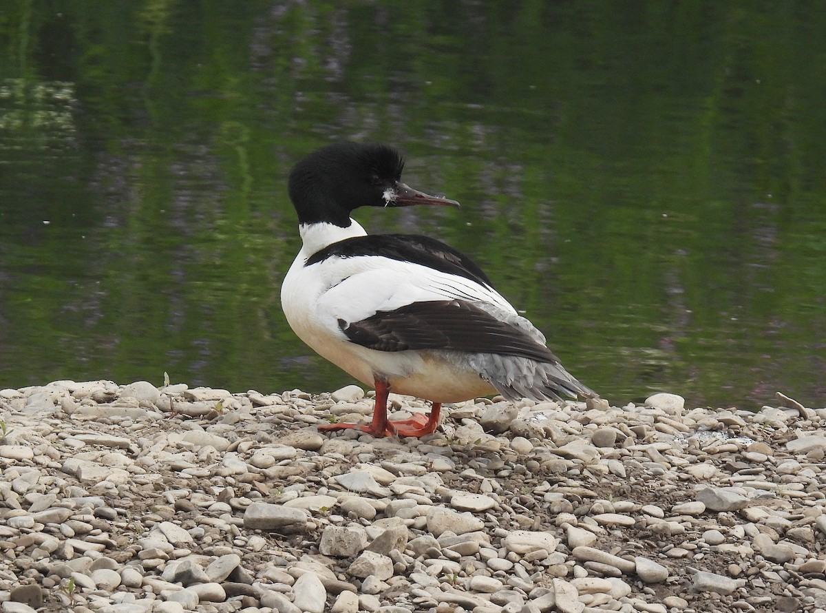 Common Merganser - ML579126571