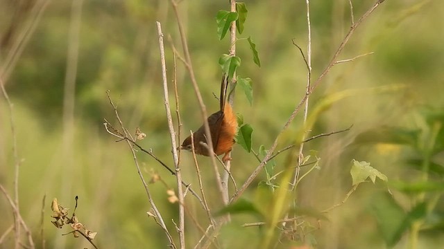Tawny-bellied Babbler - ML579127731