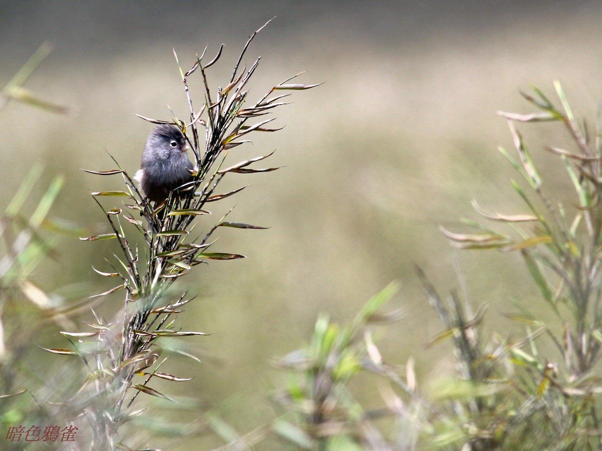 Gray-hooded Parrotbill - Penny Pan