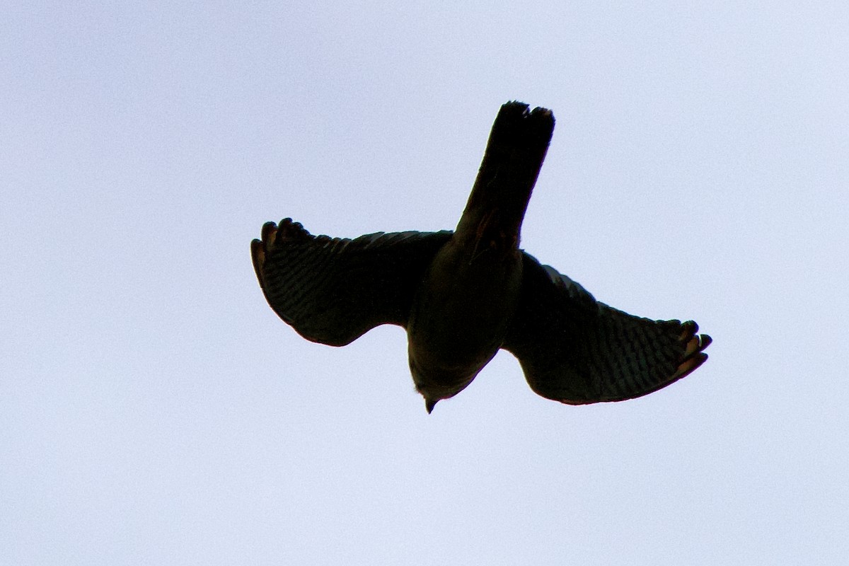 American Kestrel - ML579128751