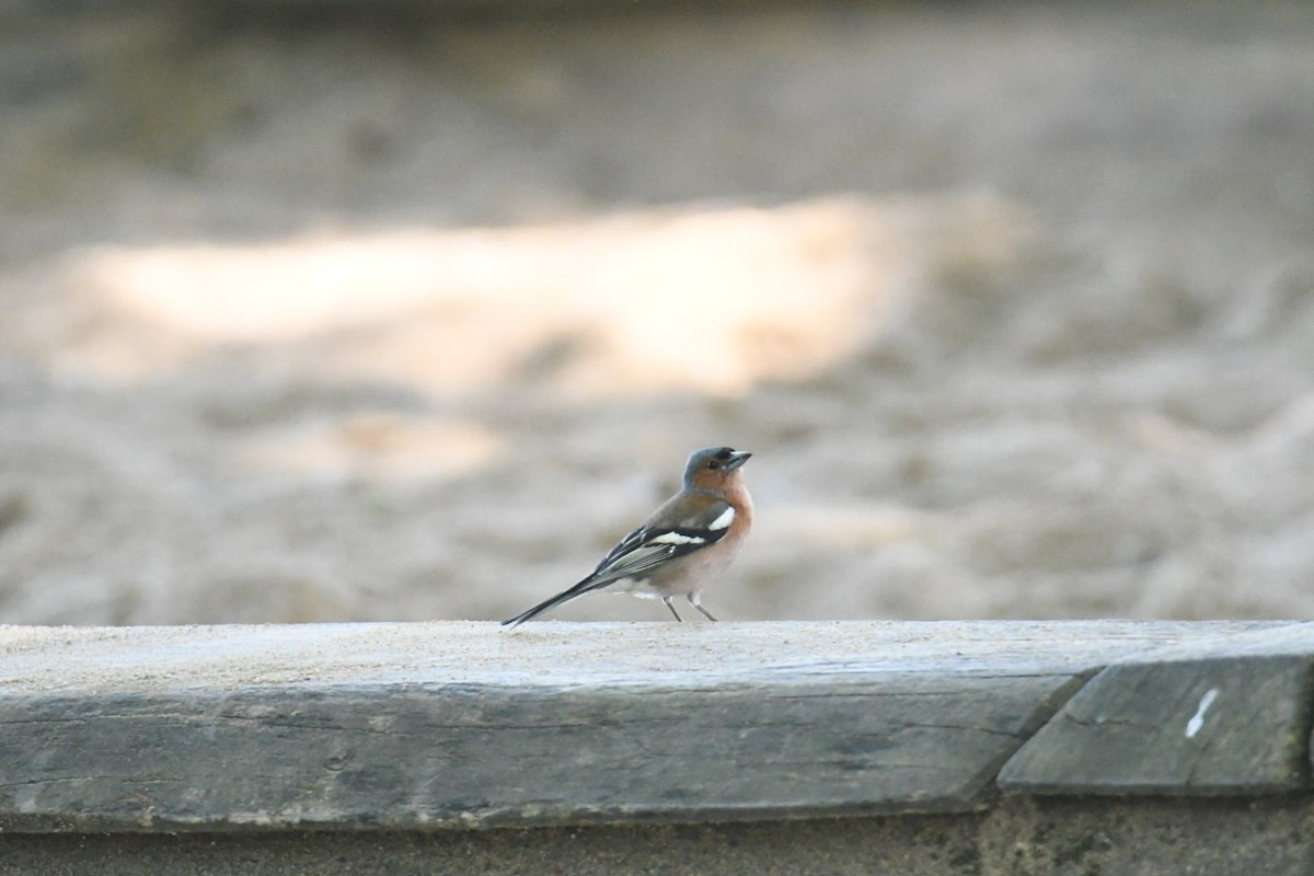 Common Chaffinch - ML579128831