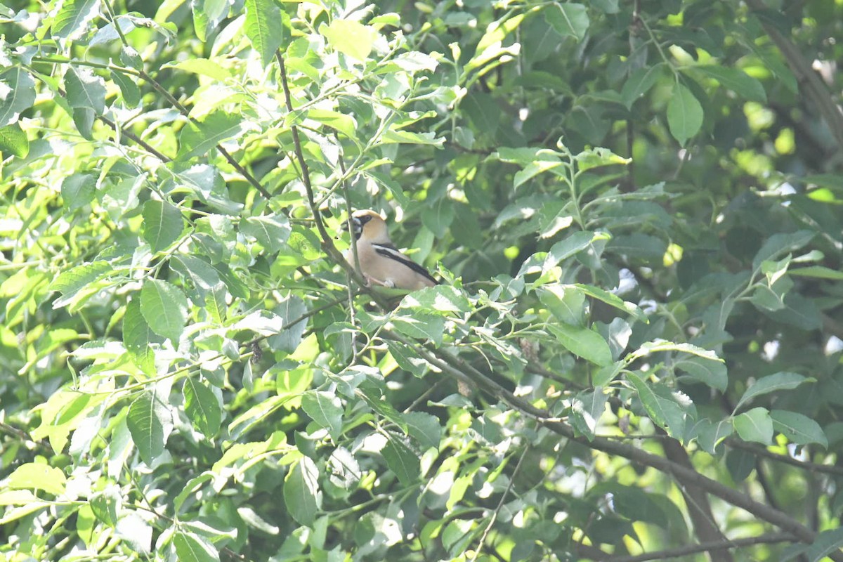 Hawfinch - ML579128921