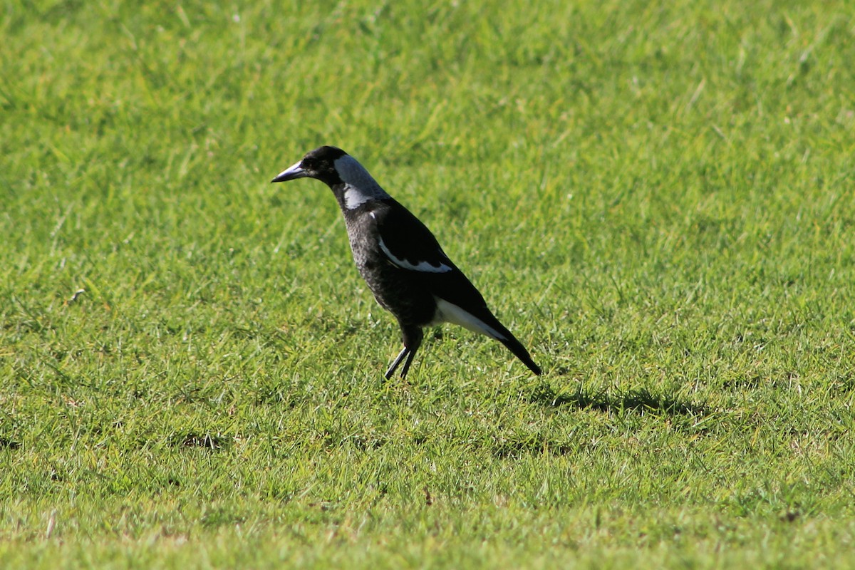 Australian Magpie - ML579130451