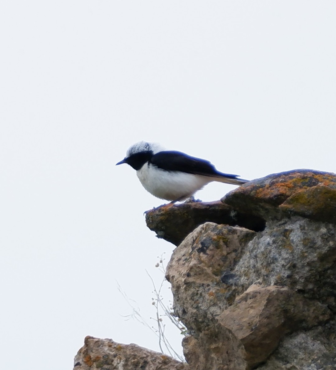 Eastern Black-eared Wheatear - ML579130841