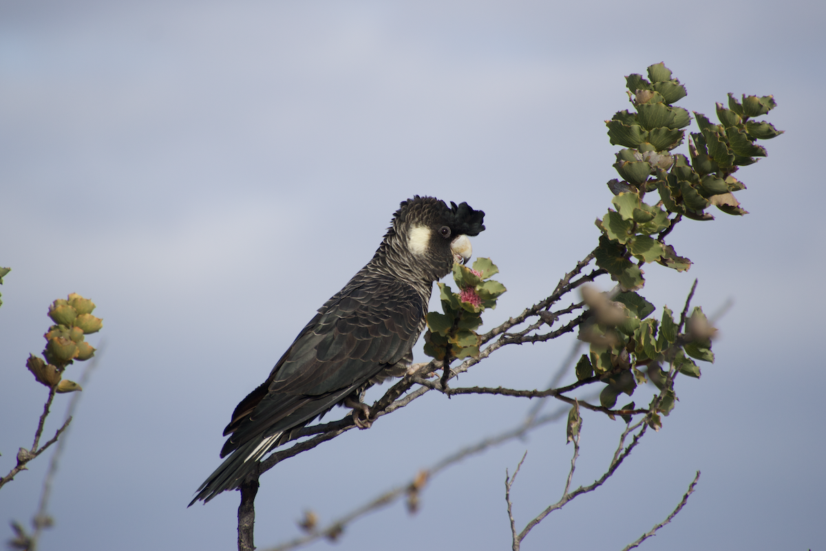 Cacatúa Fúnebre Piquicorta - ML579131381