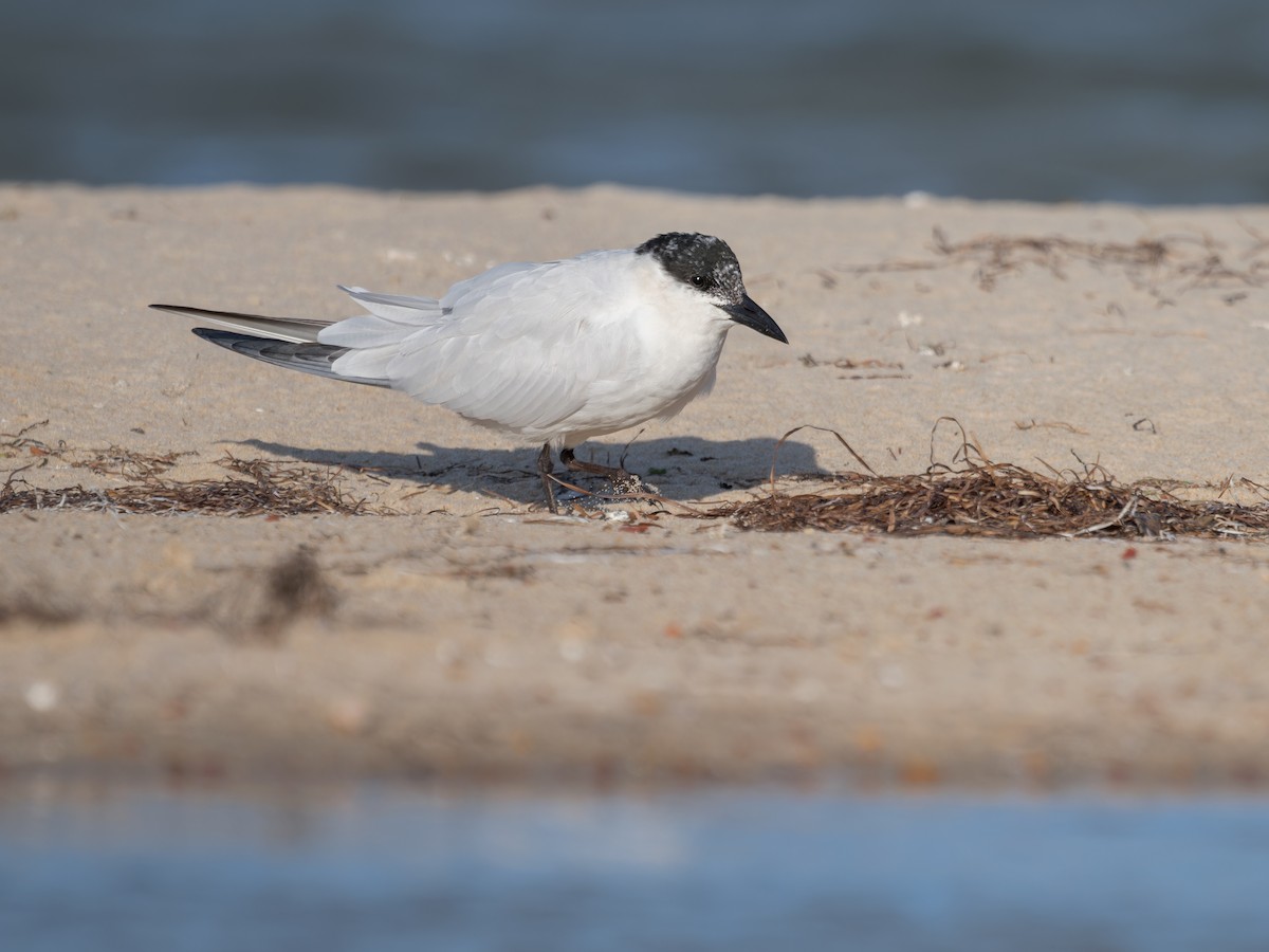 Australian Tern - Mark Bennett