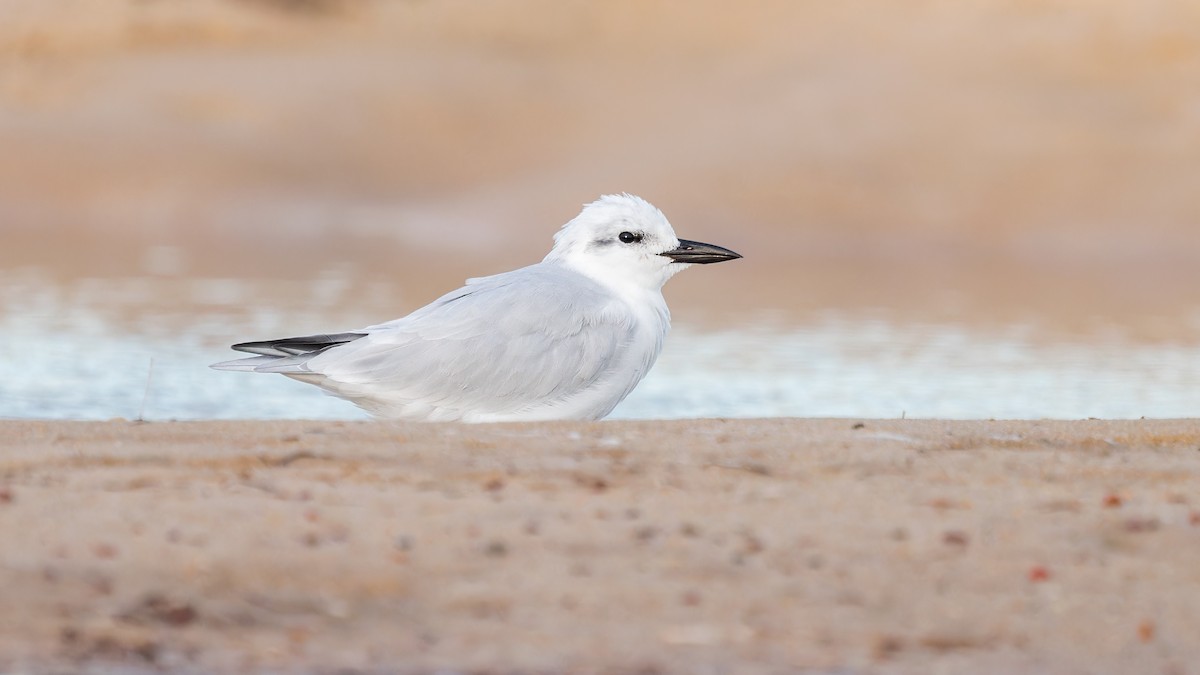 Gull-billed Tern - ML579131621