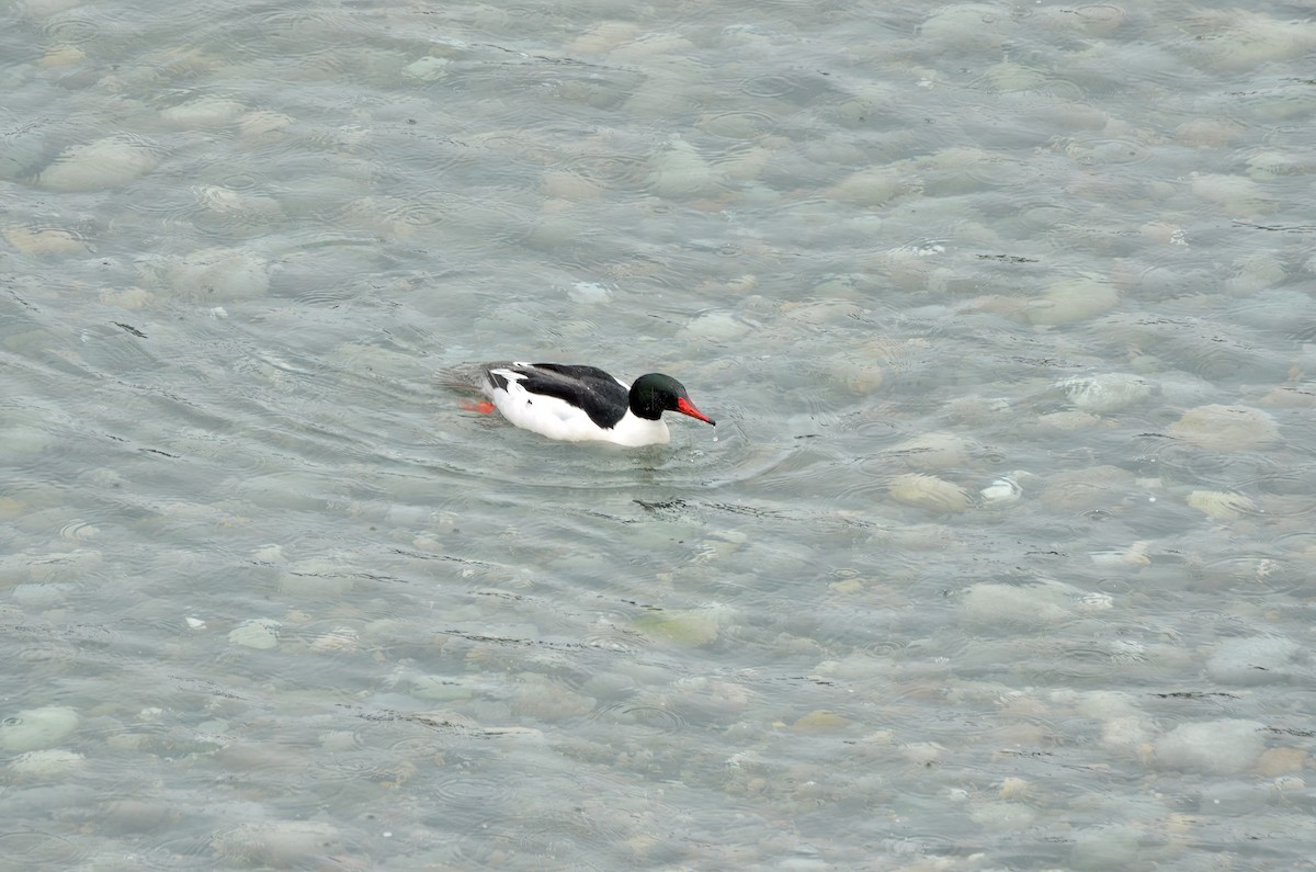 Common Merganser - ML579132381