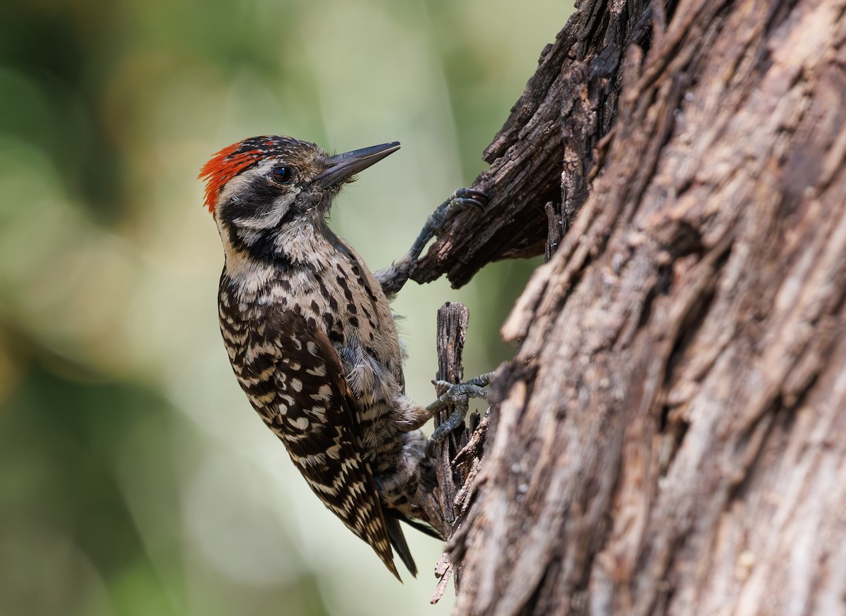 Ladder-backed Woodpecker - Chezy Yusuf