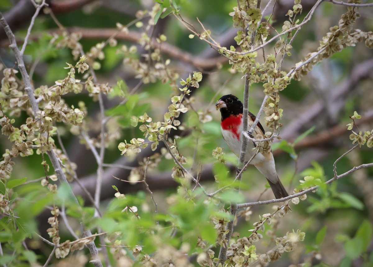 Rose-breasted Grosbeak - Amanda Aman