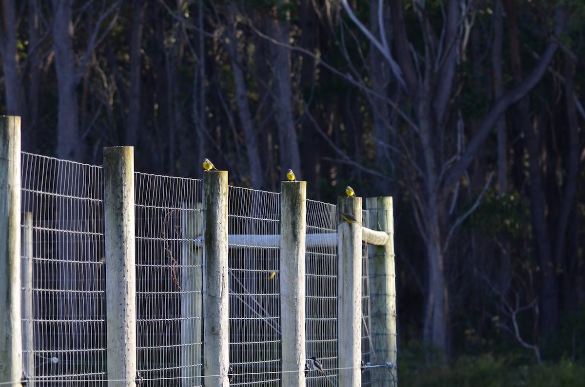 Eastern Yellow Robin - ML579133421