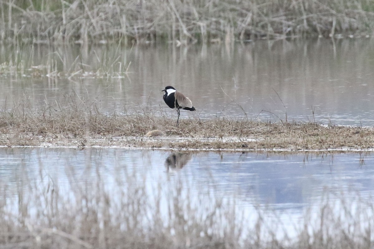 Spur-winged Lapwing - ML579134781