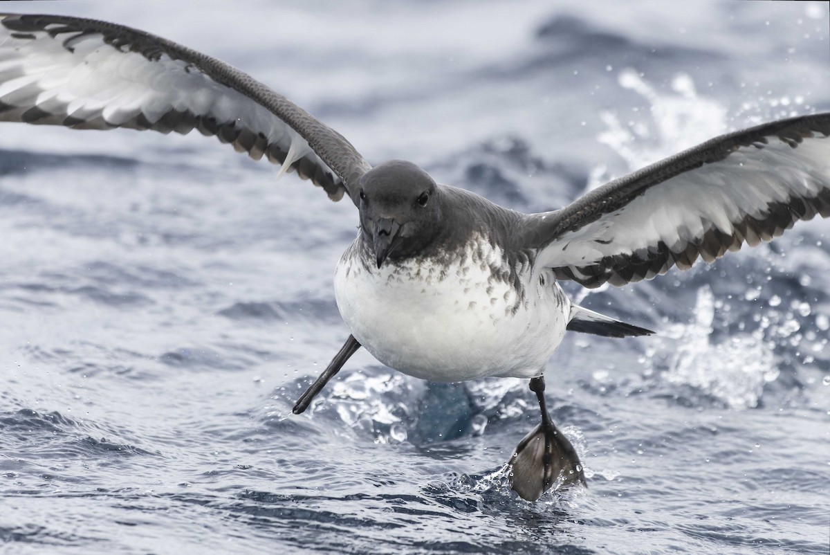 Cape Petrel - ML579134981