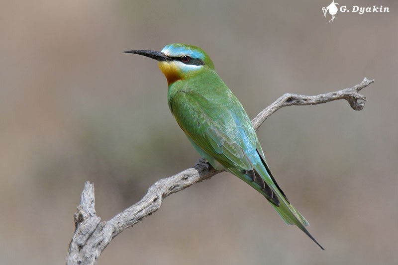 Blue-cheeked Bee-eater - ML579137281