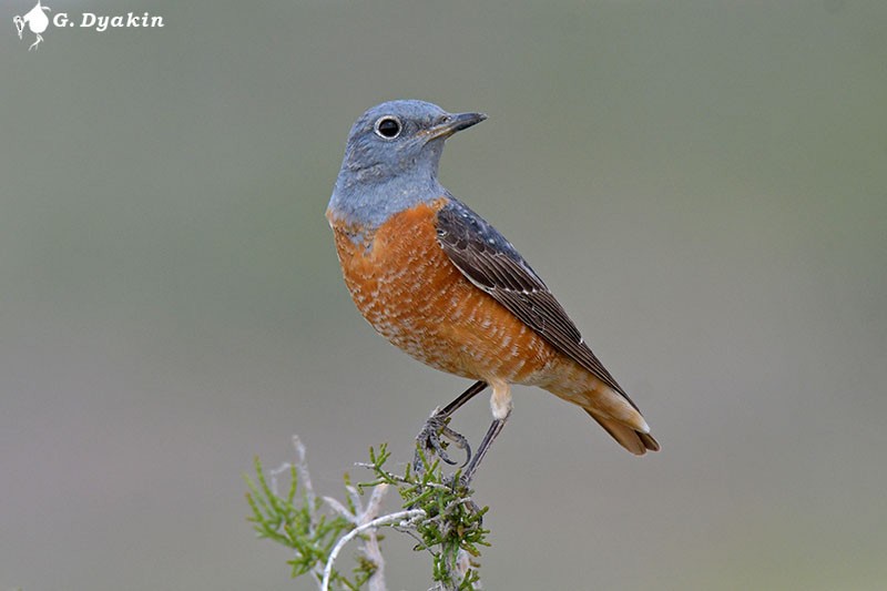 Rufous-tailed Rock-Thrush - ML579137781