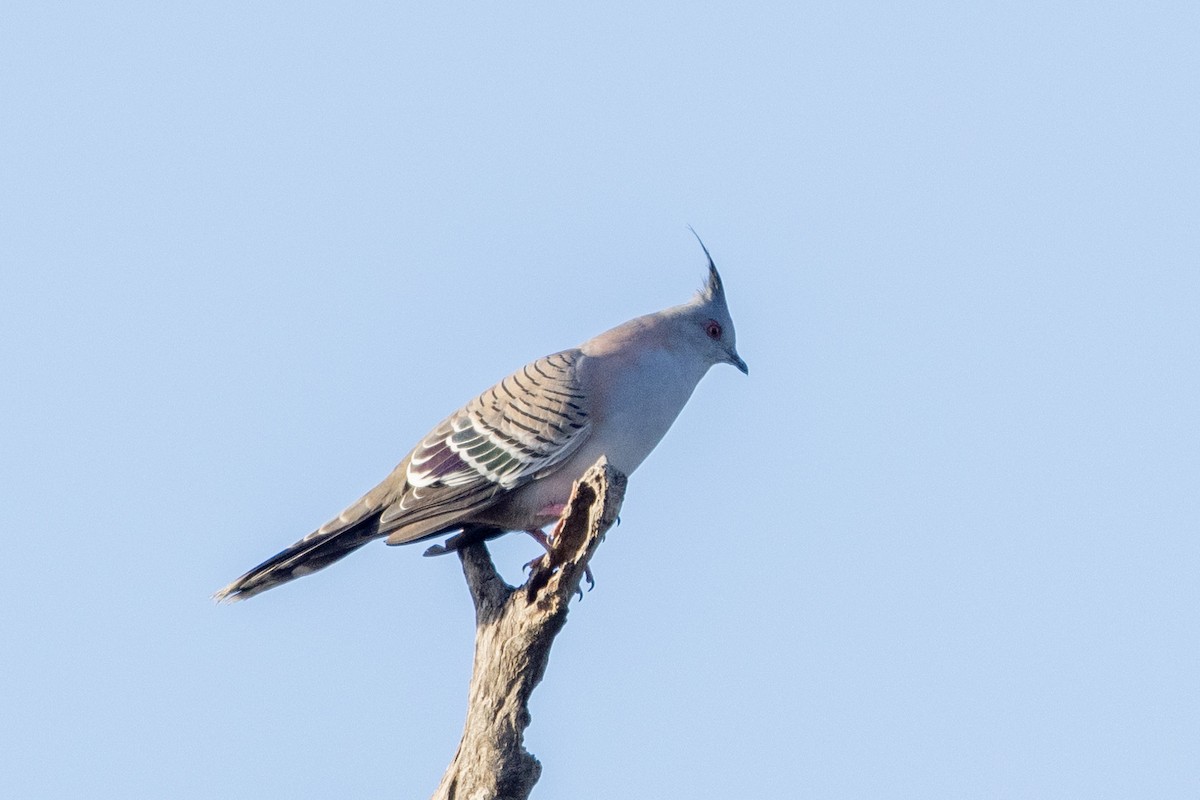 Crested Pigeon - ML579137971