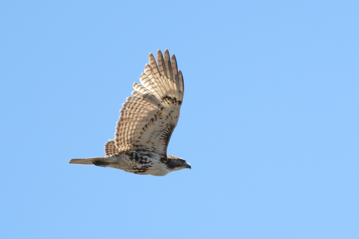 Red-tailed Hawk - ML579139521