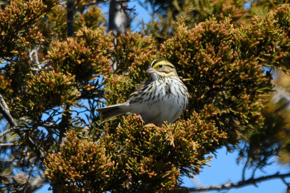 Savannah Sparrow - Thomas Willoughby