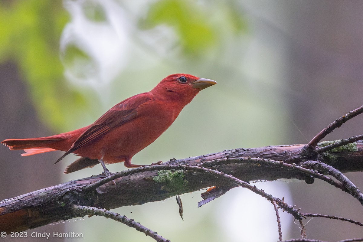 Summer Tanager - ML579139661