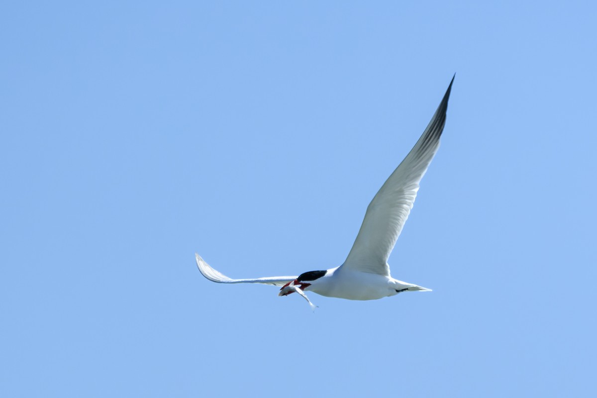 Caspian Tern - ML579139711