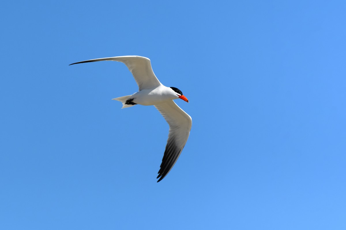 Caspian Tern - Thomas Willoughby