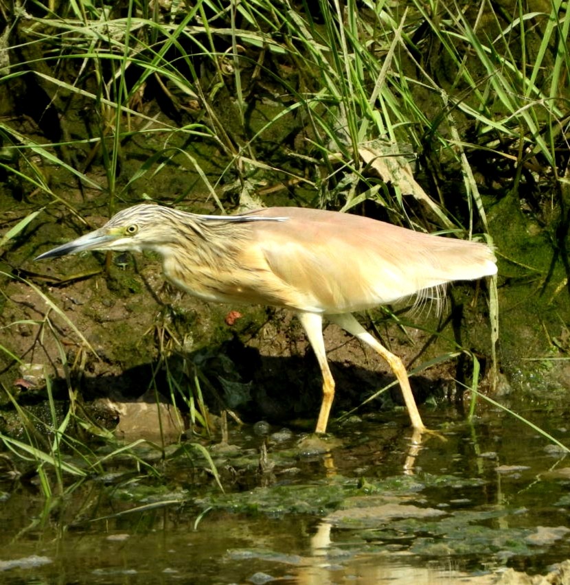 Squacco Heron - ML579140681