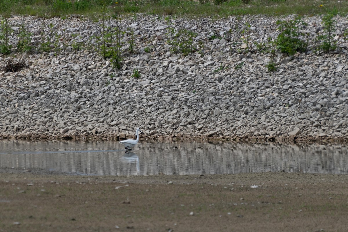 Little Egret - ML579140971