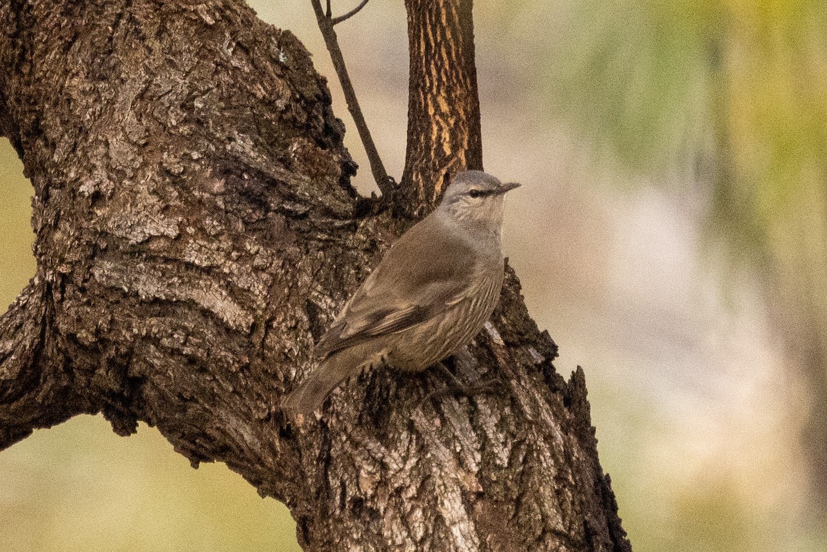 Brown Treecreeper - ML579141301