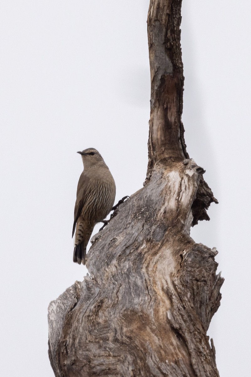 Brown Treecreeper - ML579141311