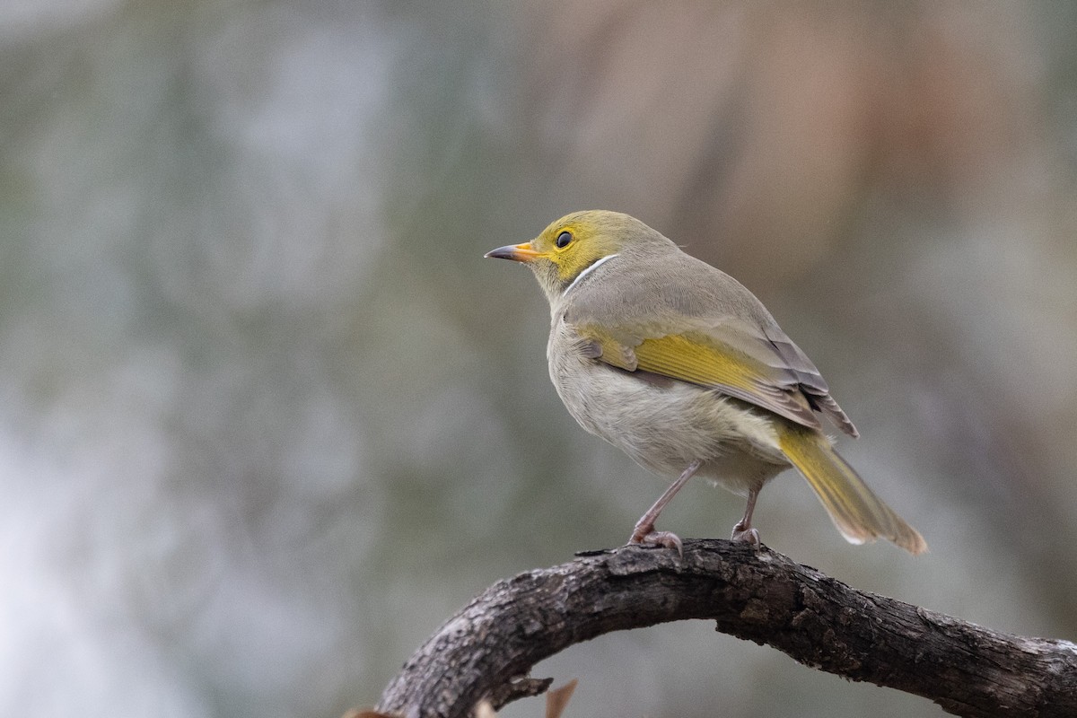 White-plumed Honeyeater - ML579141431