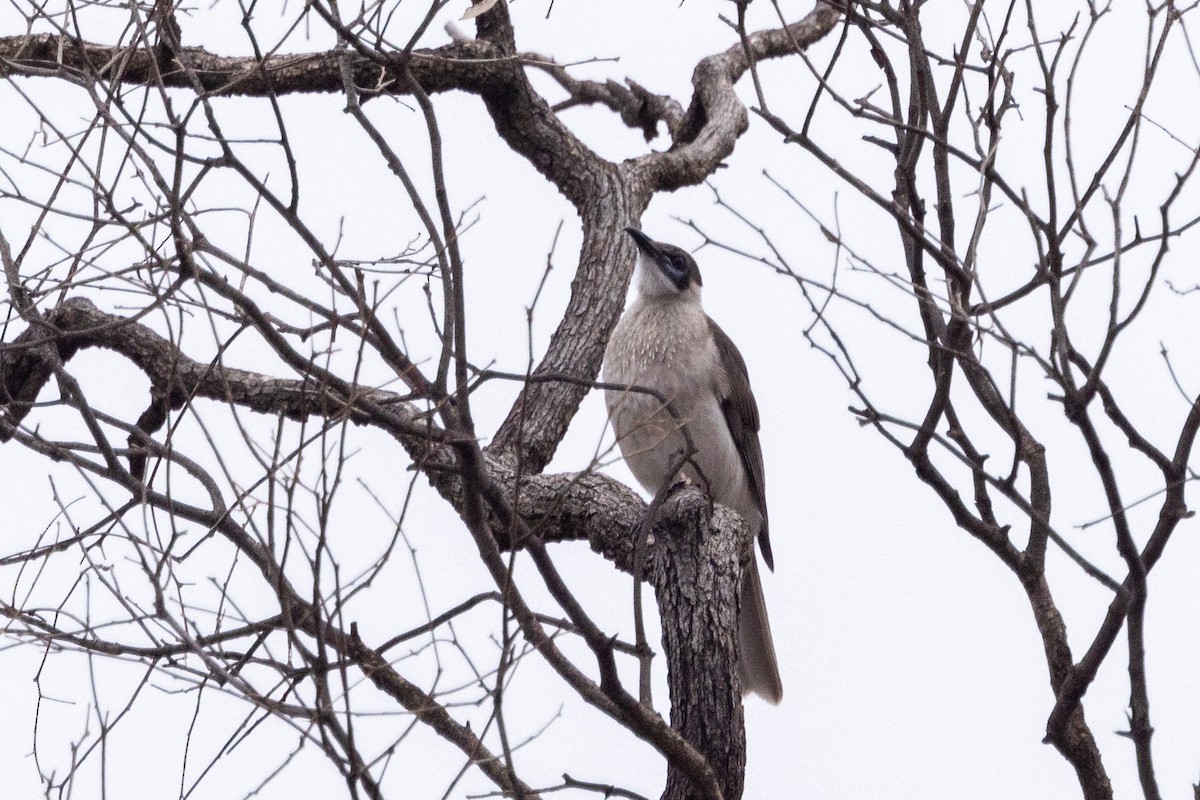 Little Friarbird - ML579141561