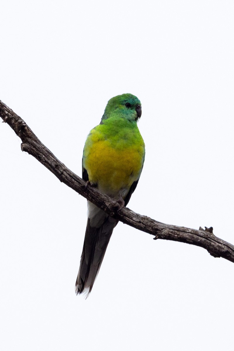 Red-rumped Parrot - ML579141701
