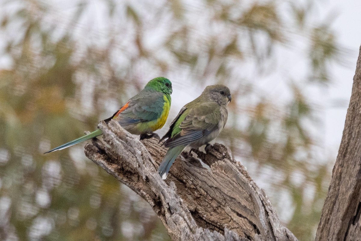 Red-rumped Parrot - ML579141711