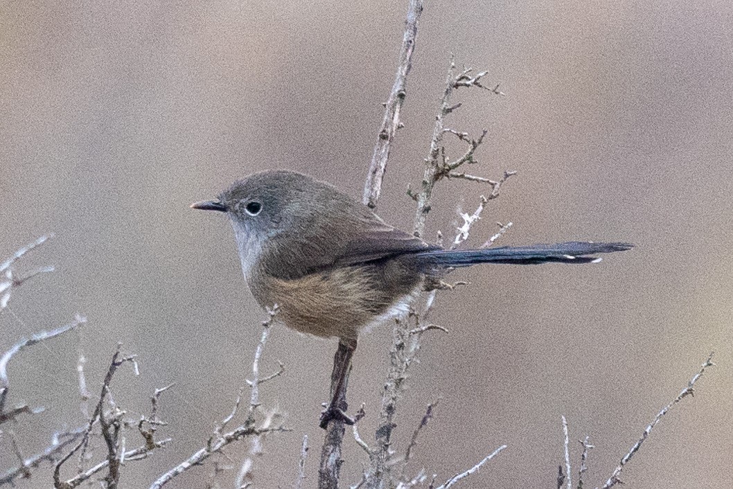 Purple-backed Fairywren - ML579141841