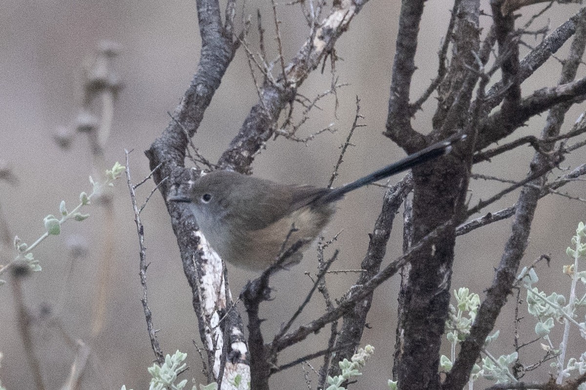 Purple-backed Fairywren - ML579141851