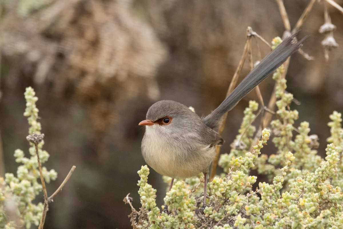 Purple-backed Fairywren - ML579141881