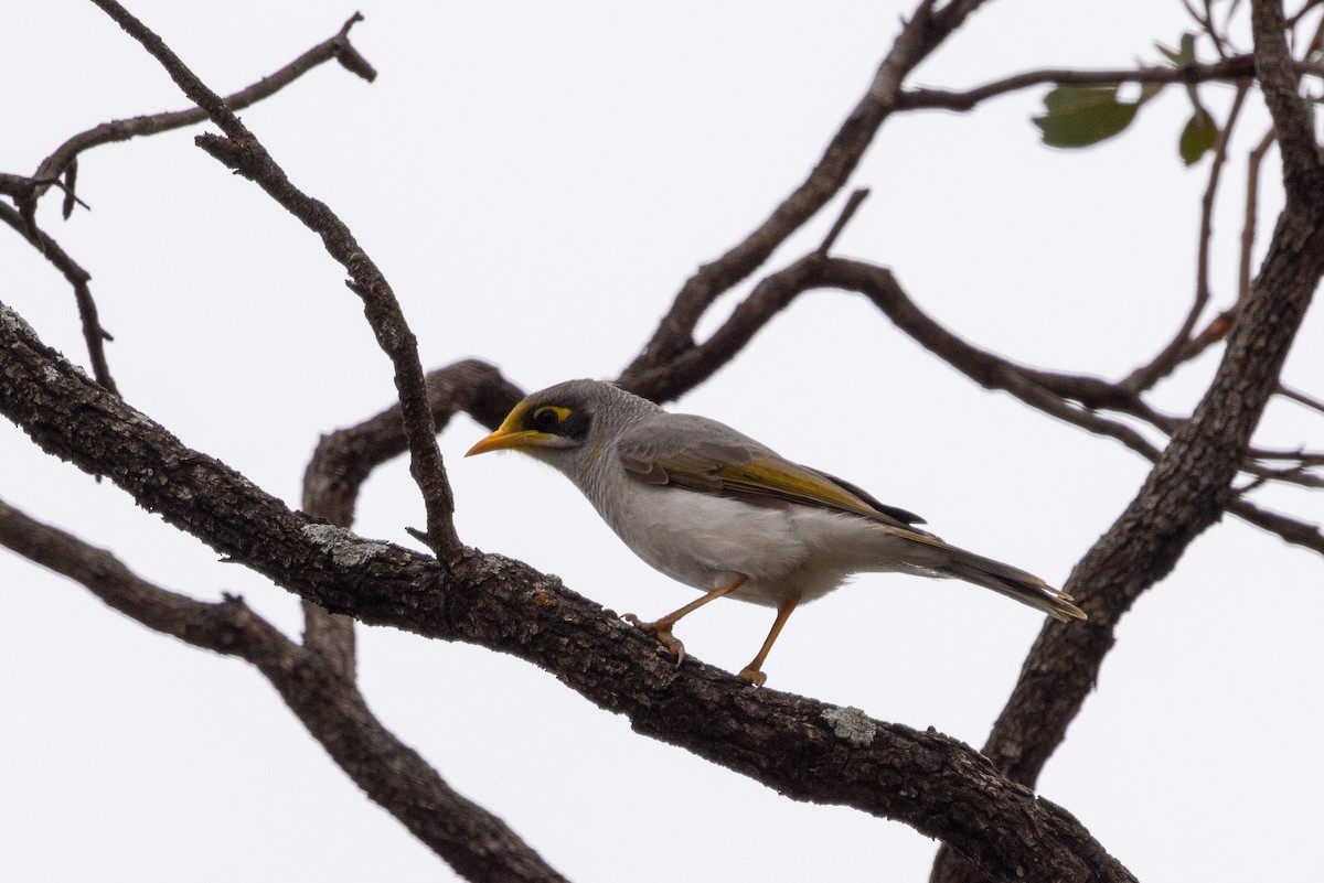 Yellow-throated Miner - ML579142881